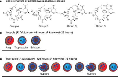 Targeting malaria parasites with novel derivatives of azithromycin